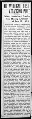 woodgate rust attacking pines june 12 1924