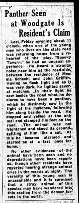 panther seen at woodgate is residents claim 1934