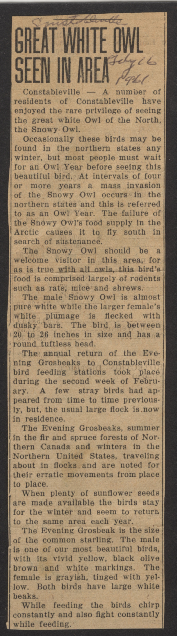 great white owl seen in area