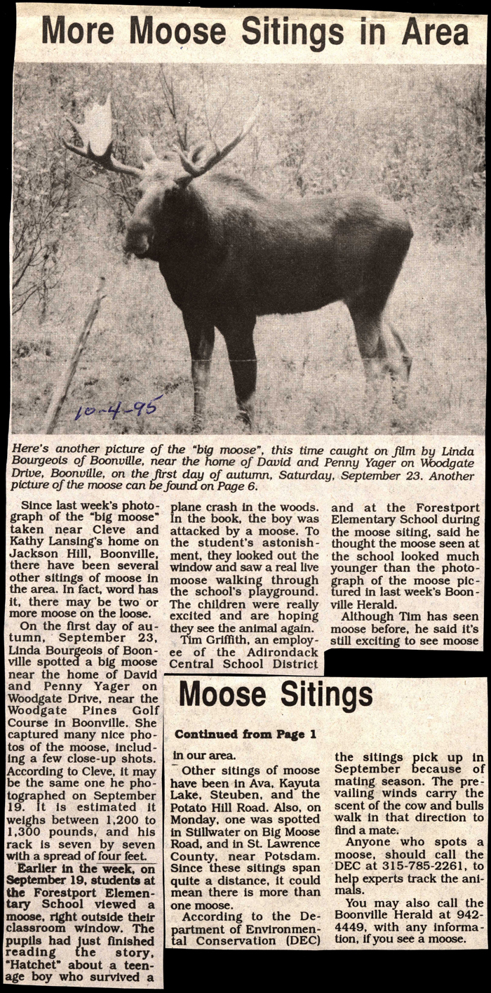more moose sitings in area october 4 1995