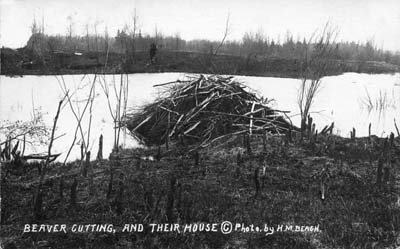 020 fallon collection beaver house