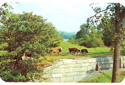 C 2 L Cows along old canal